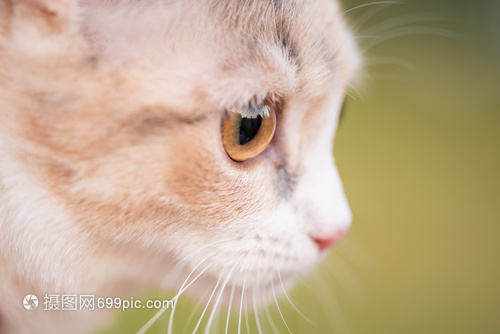 我家猫大人 一个爱打喷嚏的邻居